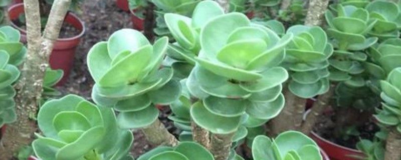 金钱木为何出白锦