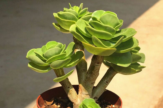 金钱木为何出白锦