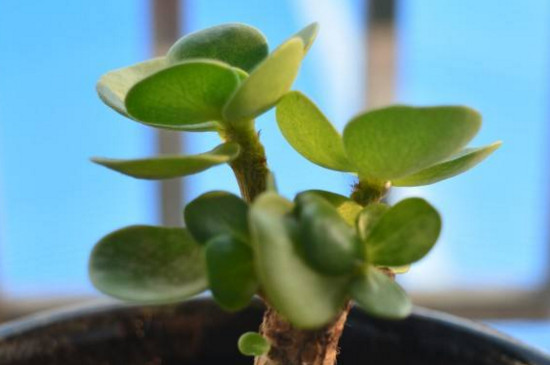 金钱木为何出白锦