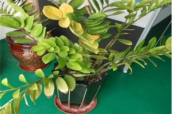 金钱木叶子发黄变软如何办