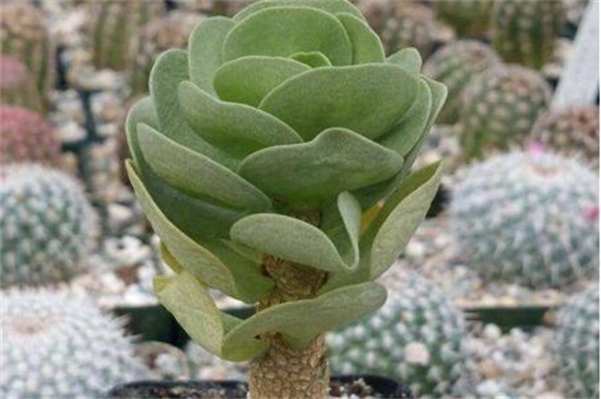 金钱木的养殖办法和留意事项