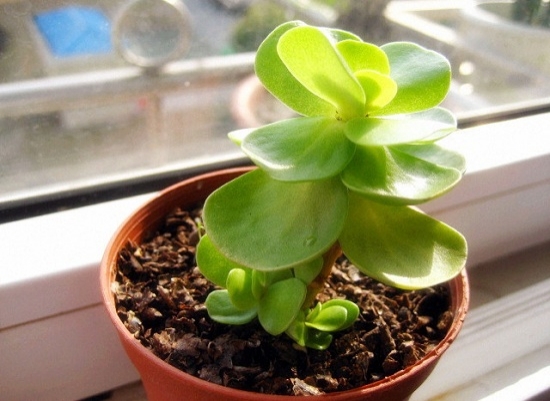 金钱木的养殖办法和留意事项：金钱木耐干旱不可置于阴湿的环境