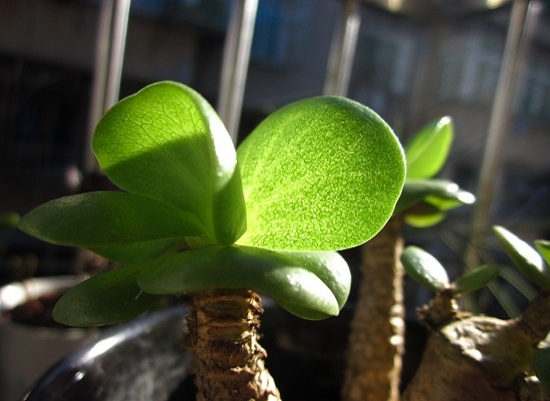 金钱木的养殖办法和留意事项：金钱木耐干旱不可置于阴湿的环境