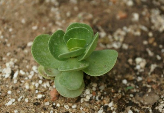 金钱木的养殖办法和留意事项：金钱木耐干旱不可置于阴湿的环境