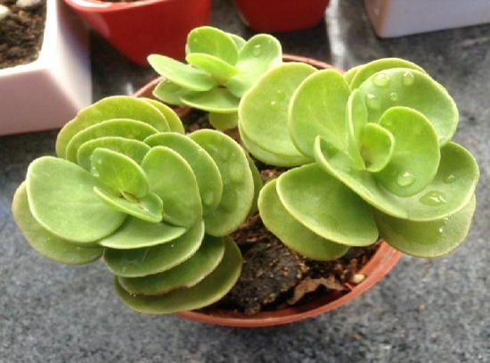 金钱木的养殖办法和留意事项：金钱木耐干旱不可置于阴湿的环境