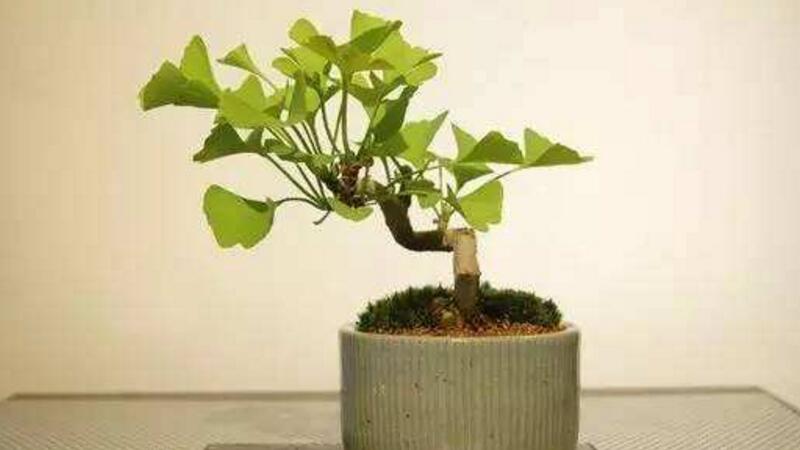 盆栽银杏树如何养