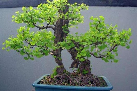 盆栽银杏树如何养