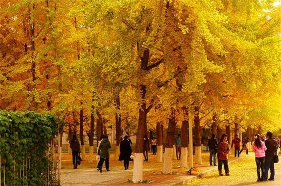 沈阳银杏树最多的地方,平北大街最佳观赏地点