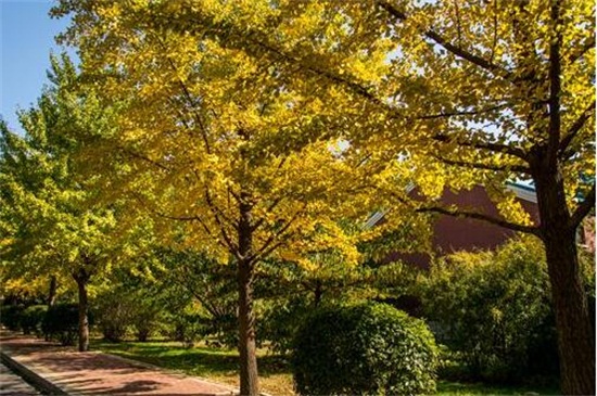 沈阳银杏树最多的地方,平北大街最佳观赏地点