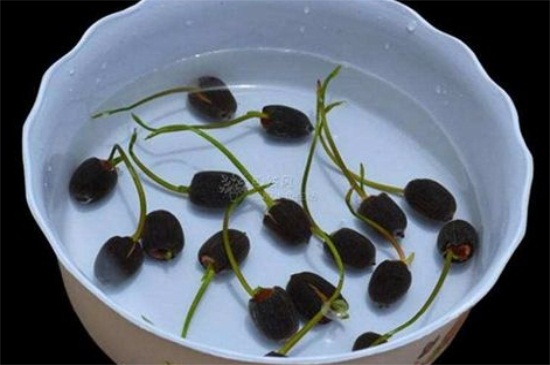 银杏果如何种植盆栽