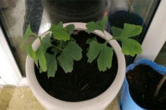 银杏果如何种植盆栽