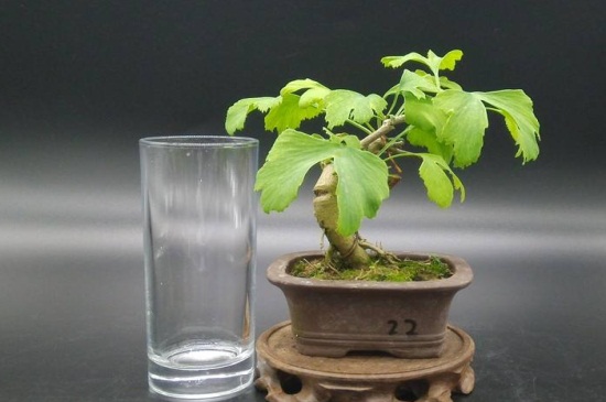 银杏果如何种植盆栽