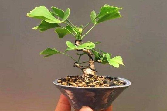 银杏果如何种植盆栽