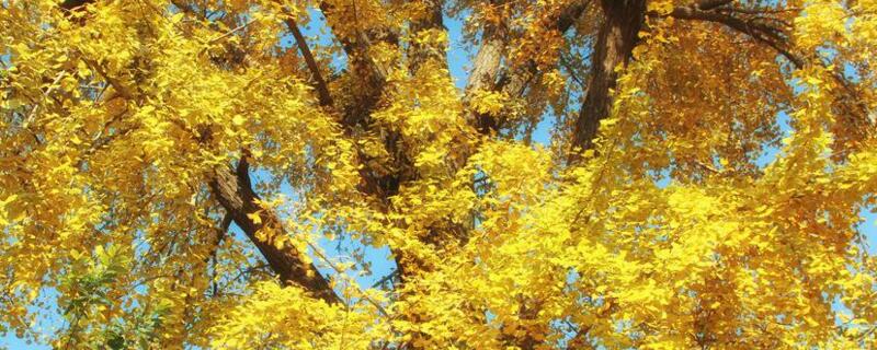 银杏种子的种植办法和时间