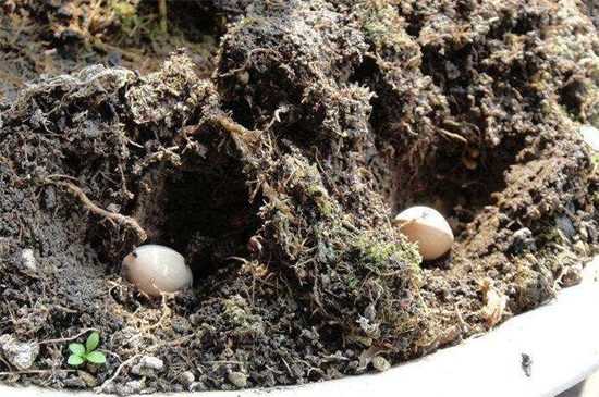 银杏种子的种植办法和时间