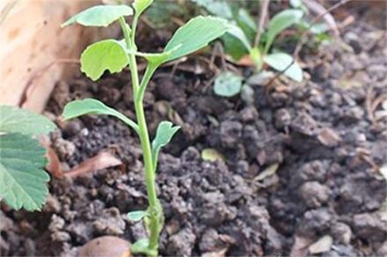银杏种子的种植办法和时间