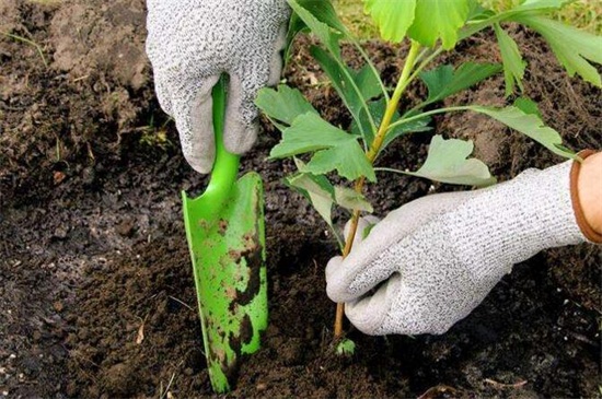 银杏种子的种植办法和时间