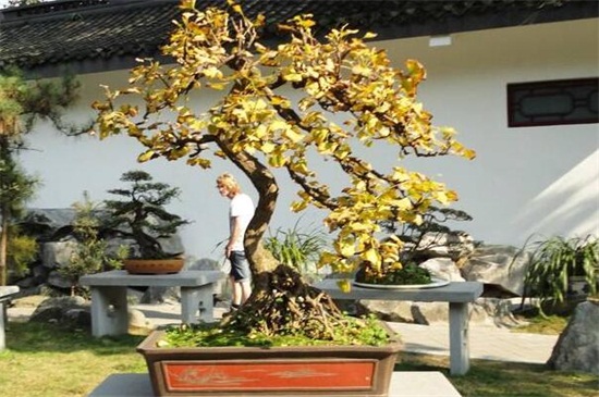 银杏为啥不种庭院