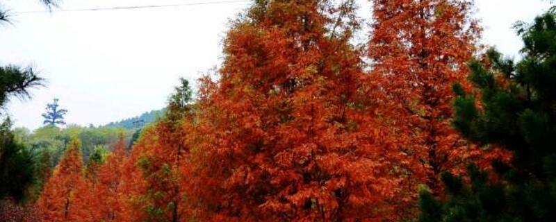 为何说银杏水杉是活化石