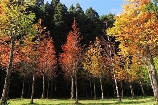 为何说银杏水杉是活化石