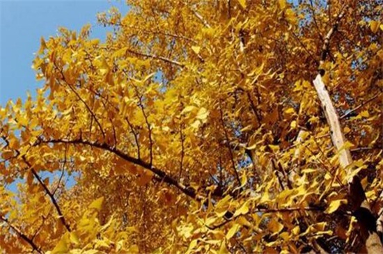 为何说银杏水杉是活化石