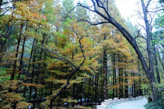 为何说银杏水杉是活化石，历史悠久物种珍稀