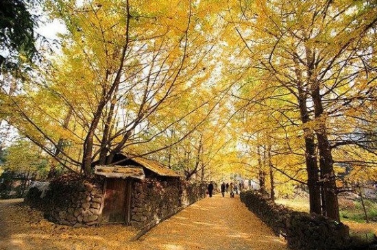 为何说银杏水杉是活化石，历史悠久物种珍稀