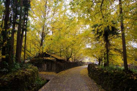 为何说银杏水杉是活化石，历史悠久物种珍稀