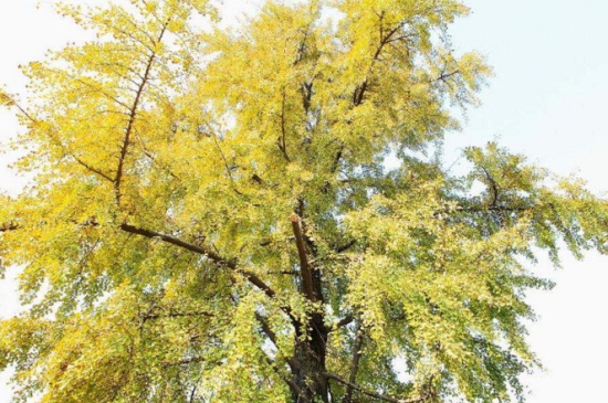 为何说银杏水杉是活化石，历史悠久物种珍稀