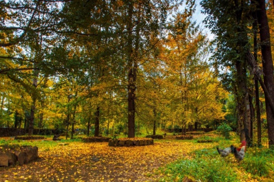 为何说银杏水杉是活化石，历史悠久物种珍稀