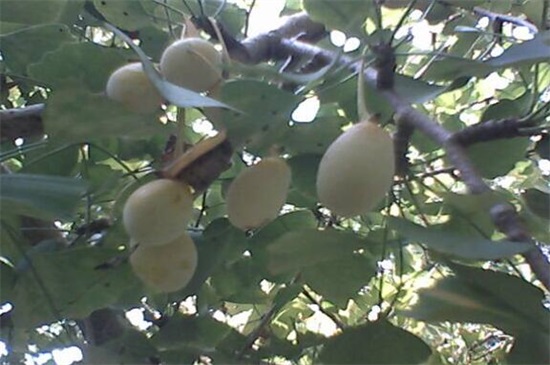 银杏果如何吃不中毒，掌握4种办法即可安全放心食用