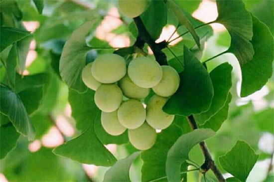 银杏果如何吃不中毒，掌握4种办法即可安全放心食用