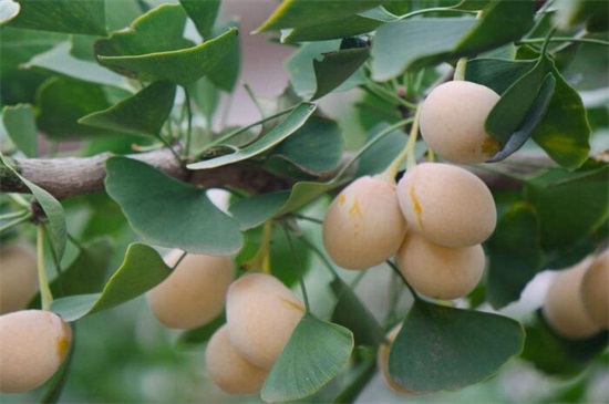 银杏果如何吃不中毒，掌握4种办法即可安全放心食用