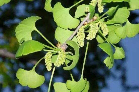 银杏会开花吗,详解三代人才能看见开花的公孙树