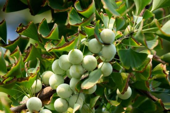 银杏会开花吗,详解三代人才能看见开花的公孙树