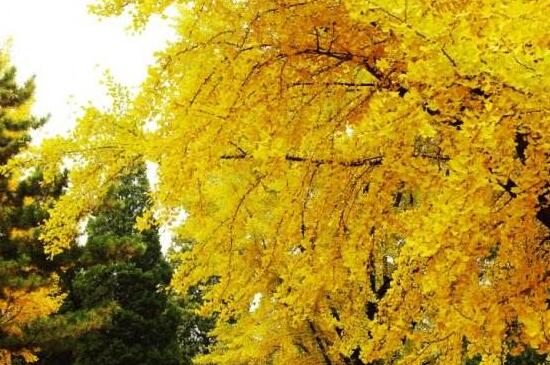 银杏会开花吗,详解三代人才能看见开花的公孙树