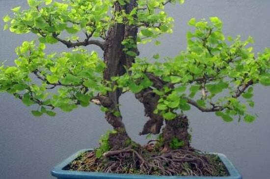 银杏会开花吗,详解三代人才能看见开花的公孙树