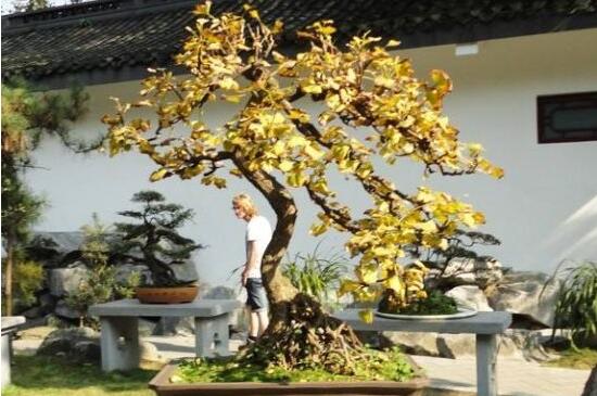 银杏会开花吗,详解三代人才能看见开花的公孙树