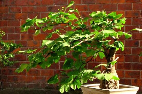 银杏会开花吗,详解三代人才能看见开花的公孙树