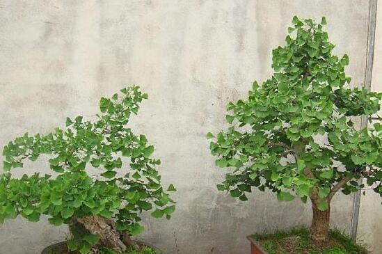 银杏会开花吗,详解三代人才能看见开花的公孙树