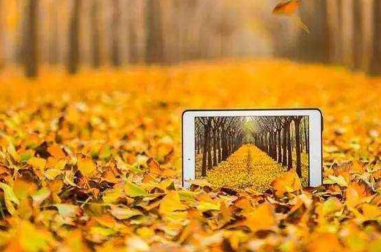 银杏会开花吗,详解三代人才能看见开花的公孙树