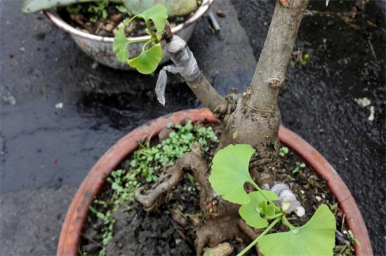 银杏如何嫁接繁殖，四种嫁接办法成功繁殖银杏树