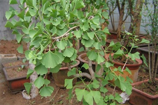 银杏如何嫁接繁殖，四种嫁接办法成功繁殖银杏树