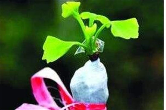 银杏如何嫁接繁殖，四种嫁接办法成功繁殖银杏树