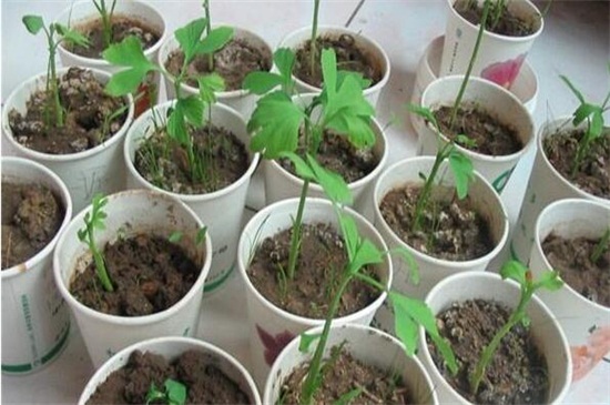 银杏如何嫁接繁殖，四种嫁接办法成功繁殖银杏树