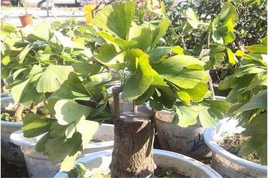 银杏如何嫁接繁殖，四种嫁接办法成功繁殖银杏树