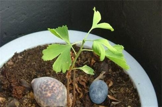 银杏如何嫁接繁殖，四种嫁接办法成功繁殖银杏树