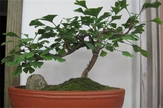 银杏如何嫁接繁殖，四种嫁接办法成功繁殖银杏树