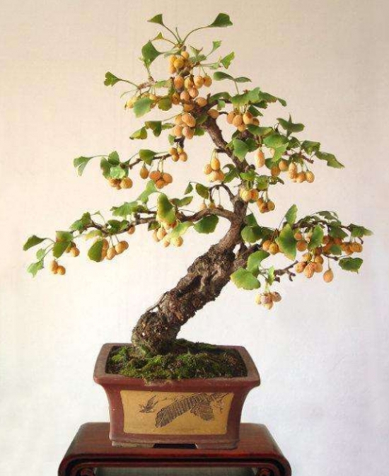 盆栽银杏树如何养：银杏树为喜光树种，土壤适应性较强，但不耐盐碱土及过湿的土壤。