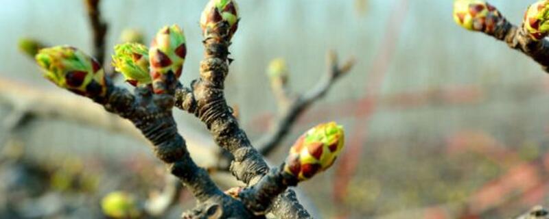 苹果树修剪办法